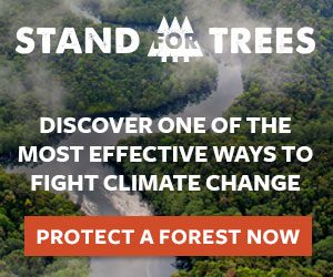 Protect a rain forest